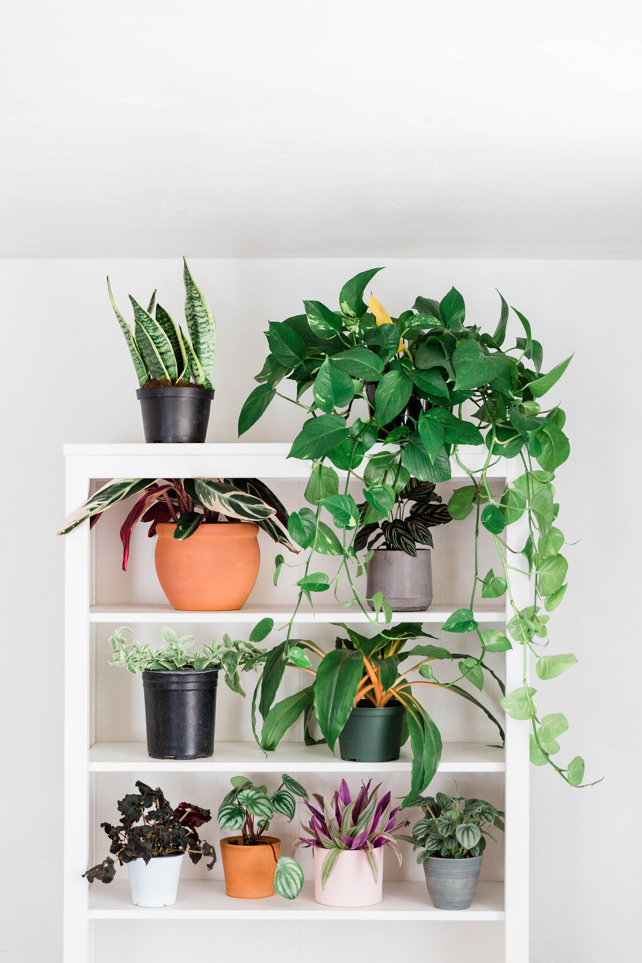 White bookshelf with a variety of potted plants