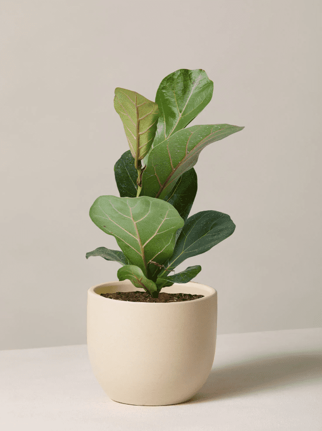 Small Fiddle leaf Fig tree in small cream pot